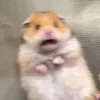 hzrrrawr