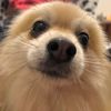 snosigdog