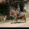kalapátiluca