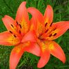lionlily24680