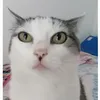 colourfulcat