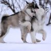 trustthewolf