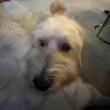 maddysmusicllys