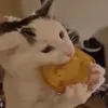puurpi