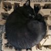 the_halloween_cats
