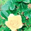 mahalim1