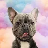 rio_il_bullo