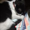 elmisteriosox3