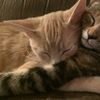 catlady._1