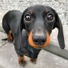 loulouminidachshund