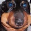 moodymutt