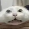 maxaxou