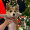 lattetancorgi