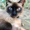 cats.dela