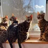 the bengalcats 🐆