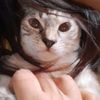 ilovecatsvery