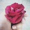 manishthapa16