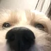 bengannnn_