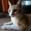 yaanihabdudm