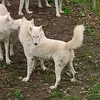 novkiara