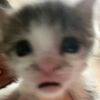 catamist