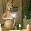 sebaa.occ
