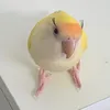 agapornibananinha