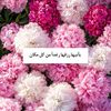 rymhamdi