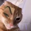 chococcat
