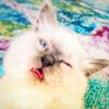 a_floofy_mochi