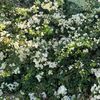 rahafmohamed_0