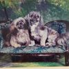 shihtzusmile2