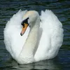 labella_cisne