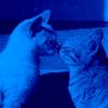 katlovescats0