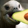 turtleseatavocados