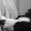 dinkydog200345