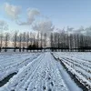 lusie_b