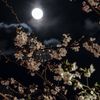 yaara__1498