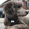 louisiana.poodles