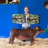 theshowlife1
