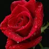 nooralmahdi15