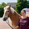haflinger_nando