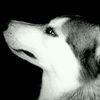 ryckacool