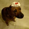 _mashhhka_