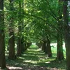 bartabogi2006