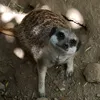 jaoajann