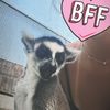 l_tbk