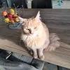 percyflette