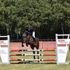 amiraloverhorses