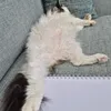 kelpify